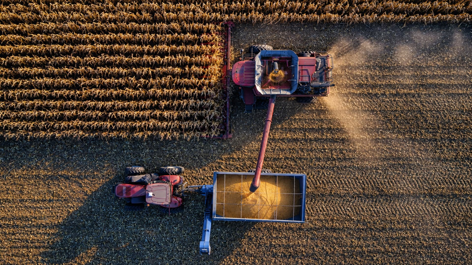 Combine harvester unloading grain into a cart, seen from above